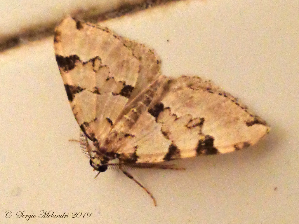 Da ID: Colostygia pectinataria - Geometridae